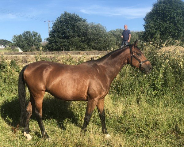 broodmare First Lady (Hanoverian, 2010, from Fürstenreich)