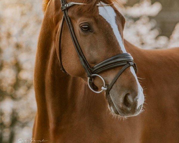 dressage horse Baliano il Piccolo (Oldenburg, 2019, from Baron)