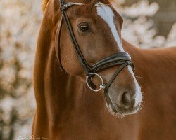 dressage horse Baliano il Piccolo (Oldenburg, 2019, from Blue Hors Baron)