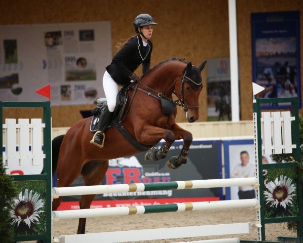 jumper Acordino Royal (German Sport Horse, 2018, from Acordelli)