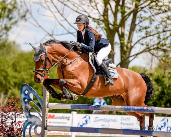 jumper Chatillon 3 (German Sport Horse, 2008, from Chacco-Blue)