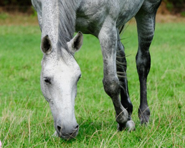 broodmare Rocky Zara (Trakehner, 2005, from Key West)