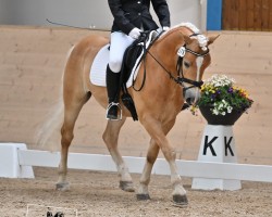 dressage horse Salazar (Edelbluthaflinger, 2019, from Sandrino (5,27% ox))