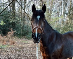 horse Moon (German Riding Pony, 1997, from Marsvogel xx)