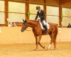 dressage horse Delione (Hanoverian, 2015, from Danone 4)