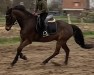 Dressurpferd Braaklander Balou (Deutsches Reitpferd, 2016, von Beautyful Stallion)