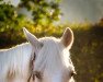 dressage horse Onchao 5 (German Riding Pony, 2015, from High Flow's Oxford)