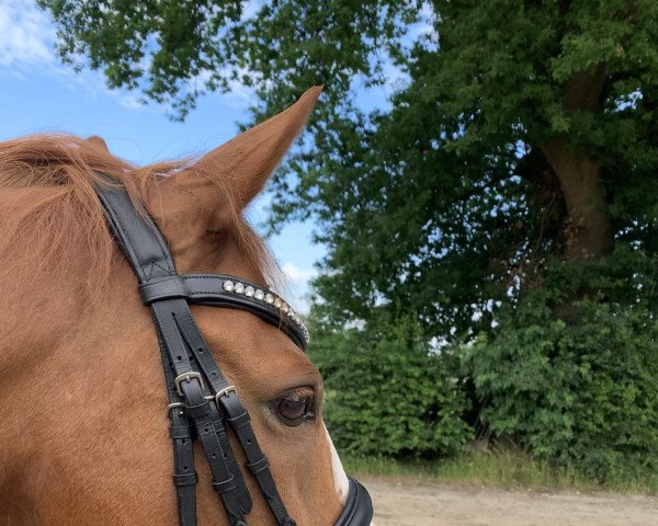 dressage horse Steendiek's Couer de Lion (German Riding Pony, 2009, from FS Chambertin)