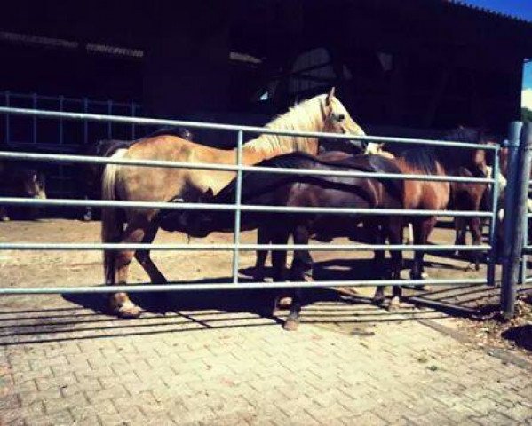 Pferd Erika (Haflinger, 1999, von Scipper (6,25% ox))