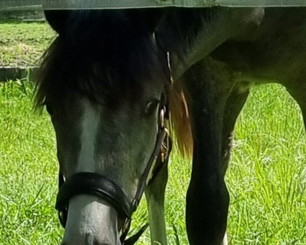 dressage horse Don Desperados (German Riding Pony, 2023, from Daydreamer)