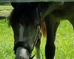 dressage horse Don Desperados (German Riding Pony, 2023, from Daydreamer)