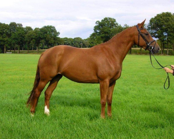 Zuchtstute Ebbony (KWPN (Niederländisches Warmblut), 2009, von Watermill Scandic)