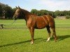 broodmare Reality B (KWPN (Royal Dutch Sporthorse), 1998, from Mantovani)