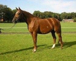 broodmare Reality B (KWPN (Royal Dutch Sporthorse), 1998, from Mantovani)