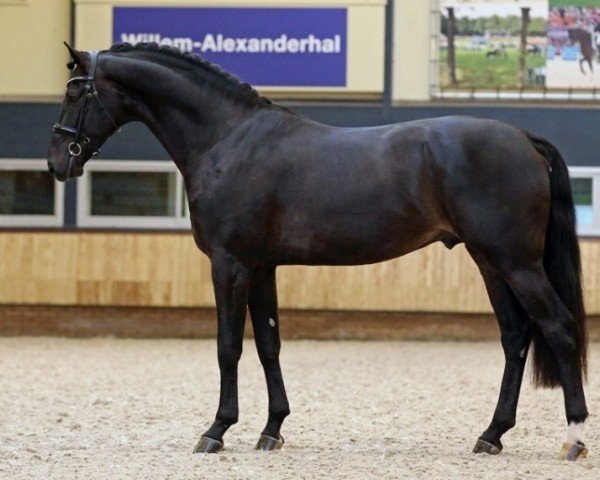 stallion Lord Diamond (KWPN (Royal Dutch Sporthorse), 2016, from Daily Diamond)