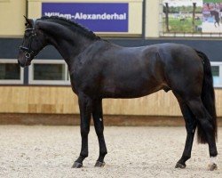 Deckhengst Lord Diamond (KWPN (Niederländisches Warmblut), 2016, von Daily Diamond)