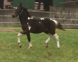 Pferd Don Camillo (Polnisches Warmblut, 2016)