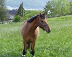 dressage horse Be Sunny (Little German Riding Horse, 2019, from Chateau 34)