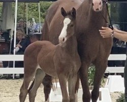 foal by Hengst von Escaneno / Sir Donnerhall I (Westphalian, 2024, from Escaneno)