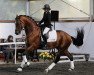 dressage horse Heidekrug (Trakehner, 2010, from Dramatiker)