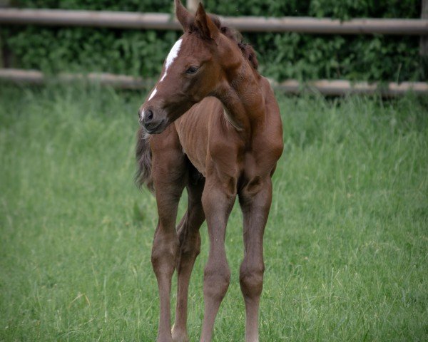 foal by Hengst von Alaba / Mount Etna xx (Westphalian, 2024, from Alaba 2)