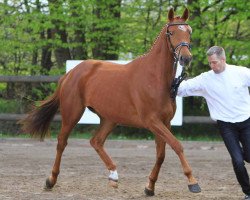 jumper Holey Hennessey (Trakehner, 2011, from Tzigane)