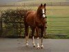 dressage horse Lilienzauber (Trakehner, 2019, from Luecke)