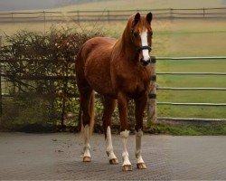 dressage horse Lilienzauber (Trakehner, 2019, from Luecke)