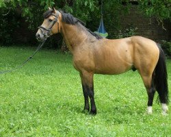 stallion Chateau 34 (German Riding Pony, 2014, from FS Chacco Blue)