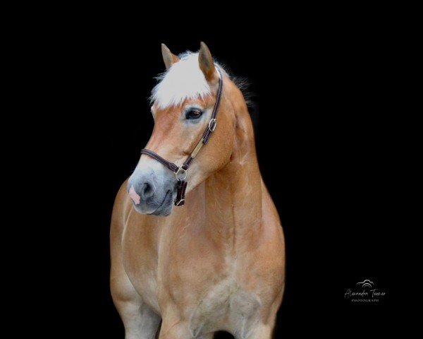 dressage horse Winchester 173 (Edelbluthaflinger, 2014, from Wonder Boy R (1,17% ox))