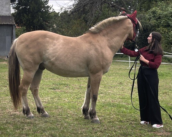 horse Obelix de Remsing (Fjord Horse, 2002, from Krossar d'Ober)