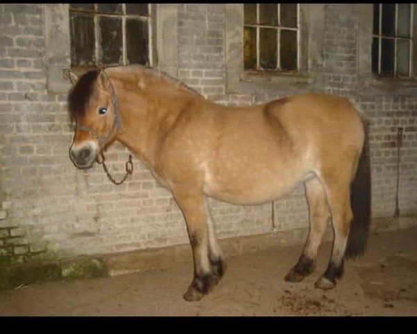 broodmare Karina d'Ober (Fjord Horse, 1998, from Larco)