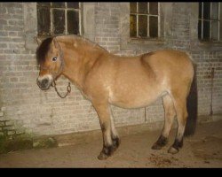 broodmare Karina d'Ober (Fjord Horse, 1998, from Larco)