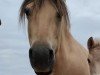 broodmare Stella d'Ober (Fjord Horse, 2006, from Tanngrisnir)