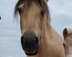 broodmare Stella d'Ober (Fjord Horse, 2006, from Tanngrisnir)