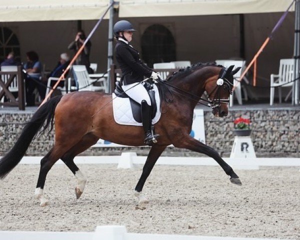 dressage horse Sophia Von M. (Oldenburg, 2005, from Sir Donnerhall I)