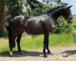 dressage horse Daytona G (Hanoverian, 2021, from Don Romance PS OLD)