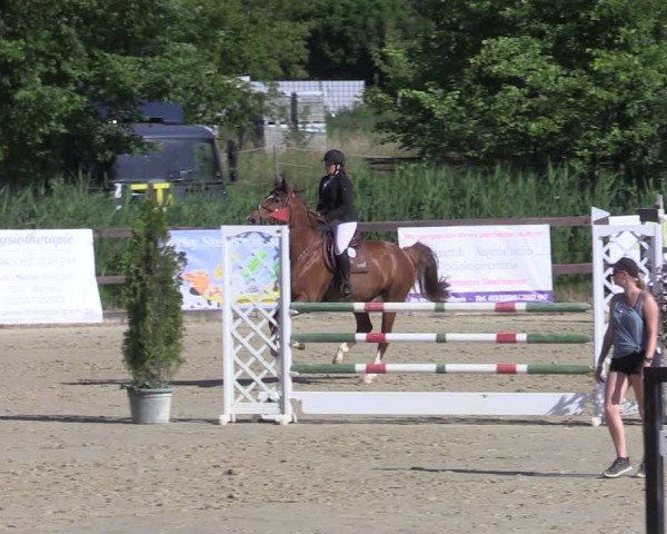 Reitturnier Schönfeld 2024