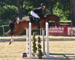 jumper Golden Blue (Oldenburg show jumper, 2019, from Stakkato's Golden)