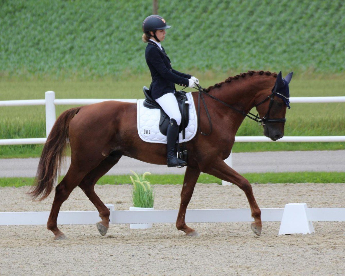 dressage horse To The Moon And Back (Bavarian, 2020, from Birkhof's Topas Fbw)