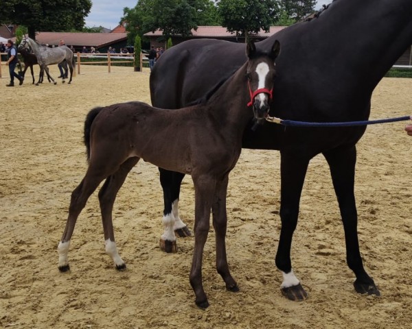 foal by Stute von Global Dancer / Show Star (Westphalian, 2024, from Global Dancer)