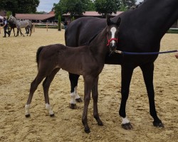 Fohlen von Stute von Global Dancer / Show Star (Westfale, 2024, von Global Dancer)