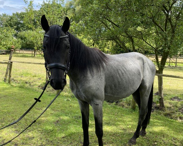 dressage horse Fabrice Royal (German Riding Pony, 2019, from Feuerwerk)