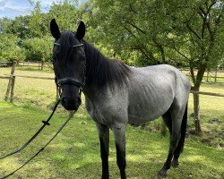 dressage horse Fabrice Royal (German Riding Pony, 2019, from Feuerwerk)