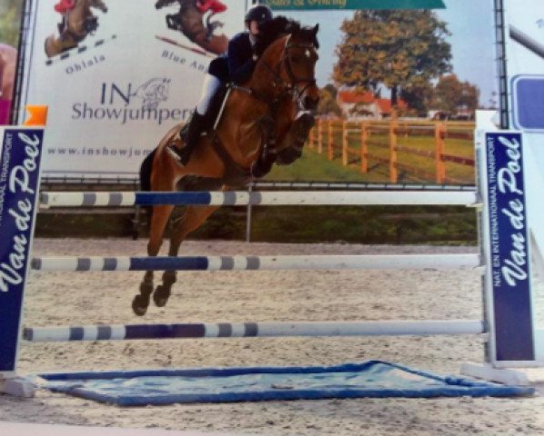 jumper Carnhill Luna (Irish Sport Horse, 2006, from Moores Clover)