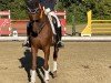 dressage horse Dolly Girl 4 (Westphalian, 2015, from Don Nobless)