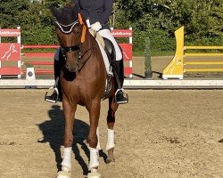 dressage horse Dolly Girl 4 (Westphalian, 2015, from Don Nobless)