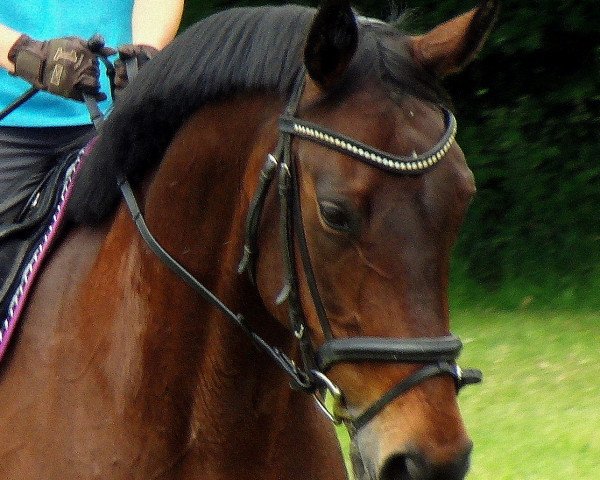 horse Lola Montez (Bavarian, 2001, from Rothenburg J)
