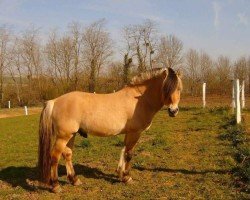 stallion Tanngrisnir (Fjord Horse, 1994, from Tombo)