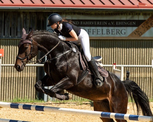 Springpferd Magna Racina (Württemberger, 2013, von Magnus Romeo)